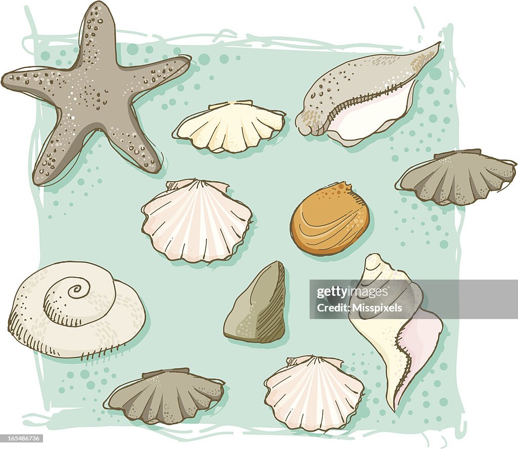 Shells