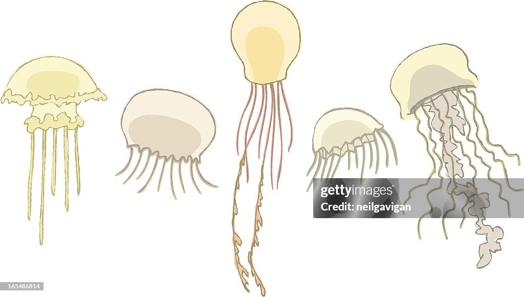 Hand drawn jellyfish
