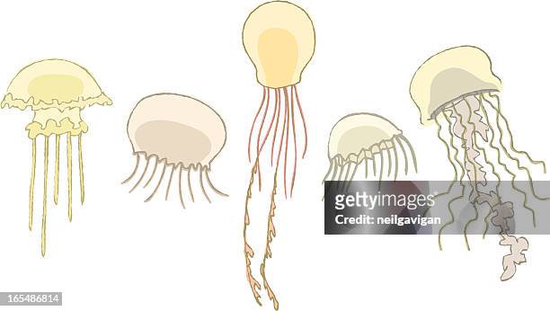 hand drawn jellyfish - stinging stock illustrations