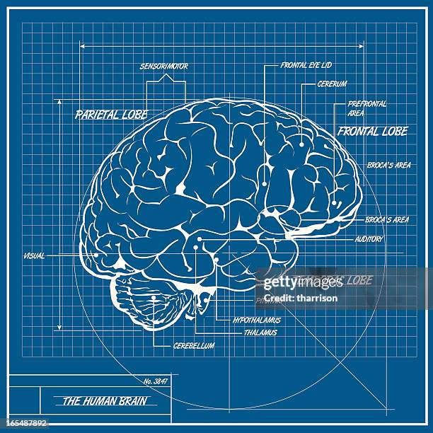 vector human brain blueprint - human brain diagram stock illustrations
