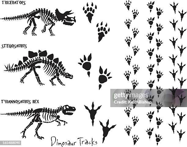 stockillustraties, clipart, cartoons en iconen met dinosaur skeleton & footprints - dinosaur skeleton