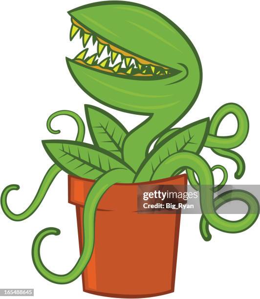 venus flytrap - carnivorous plant stock illustrations