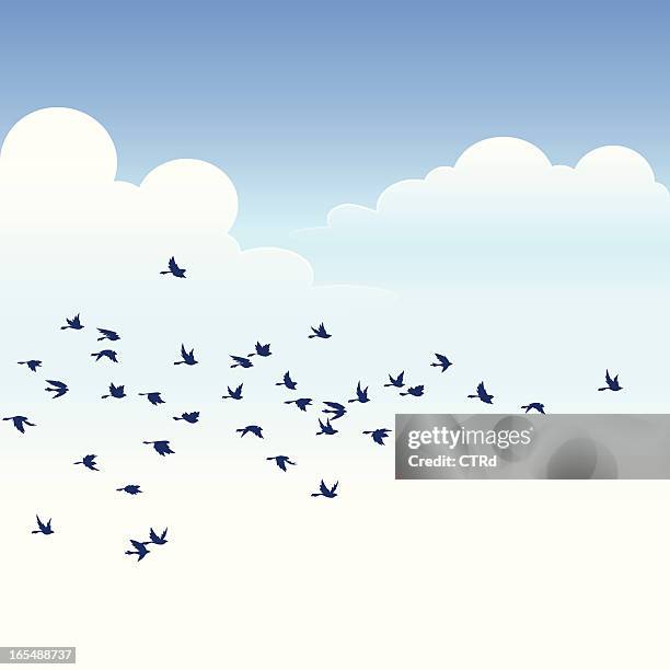 flock of birds - flock stock illustrations