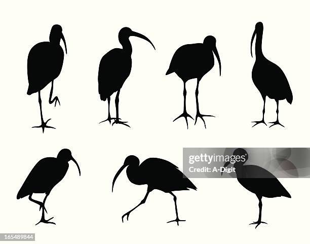 stockillustraties, clipart, cartoons en iconen met ibis vector silhouette - ibis