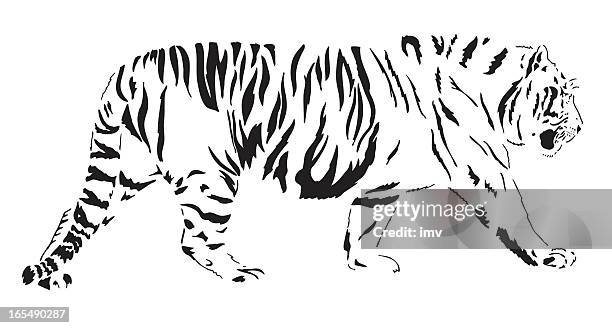 bengal tiger - animal nose stock illustrations