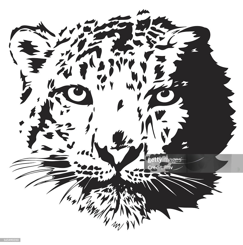 Snow leopard illustration