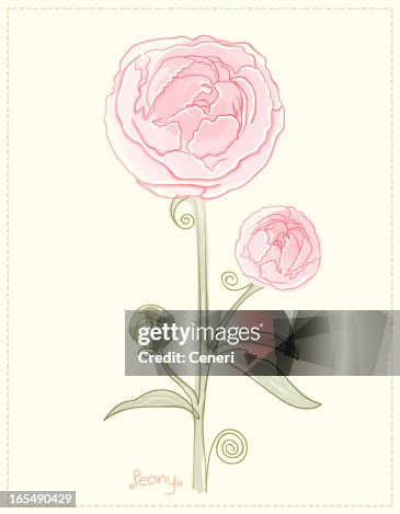 Peony Peony