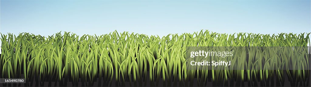 Graphi Grass Grass High-Res Vector Graphic - Getty Images