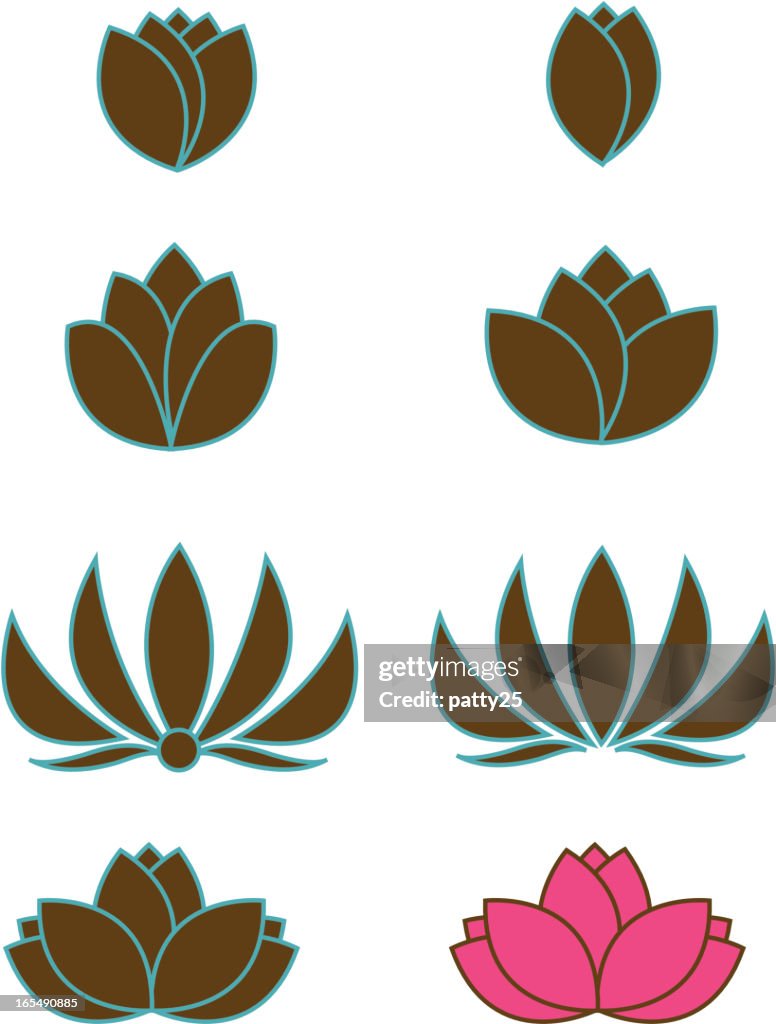 Growing Lotus Flower