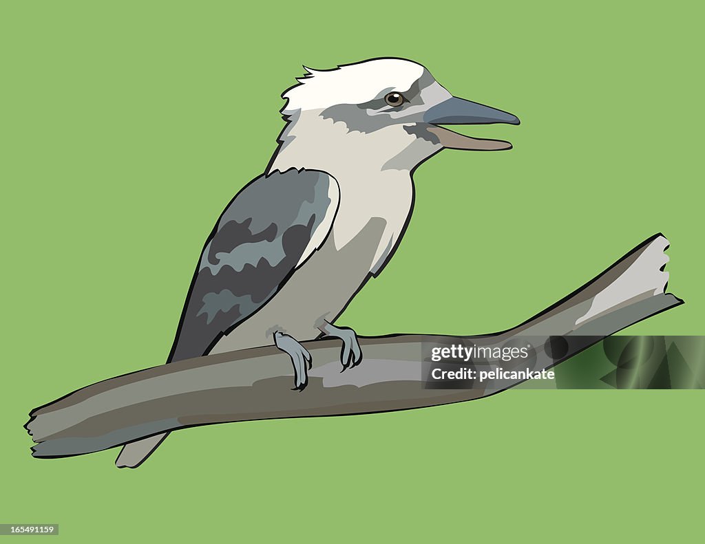 Kookaburra