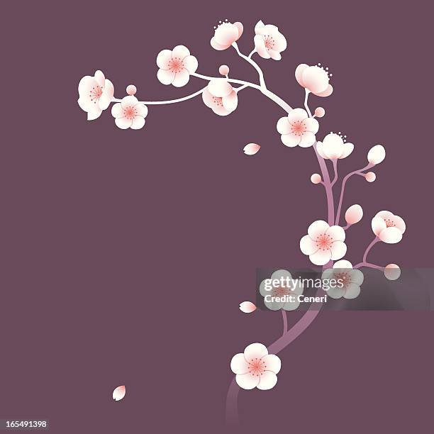 cherry blossom / sakura on purple background - cherry blossoms falling stock illustrations