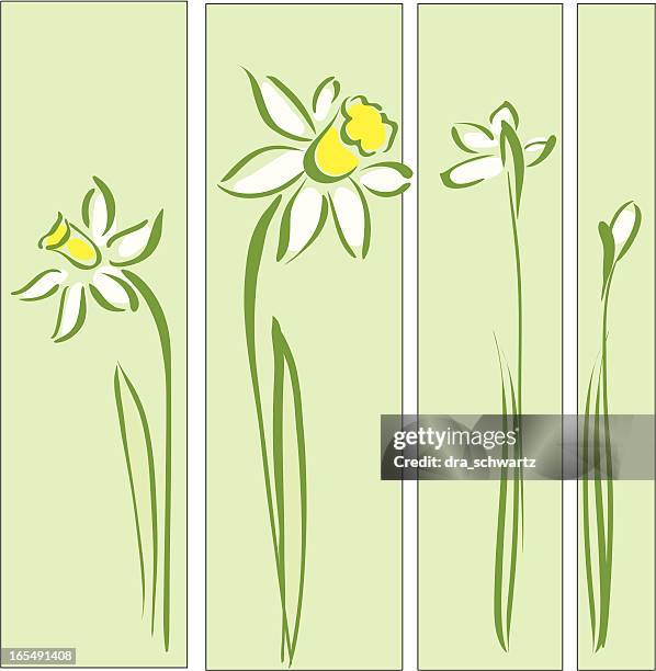 narcissus - daffodil stock-grafiken, -clipart, -cartoons und -symbole
