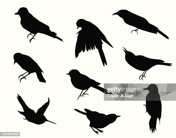 small birds vector silhouette - woodpecker feather stock illustrations