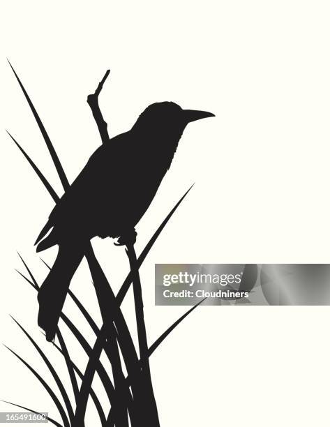 blackbird silhouette - tree shadow white stock illustrations