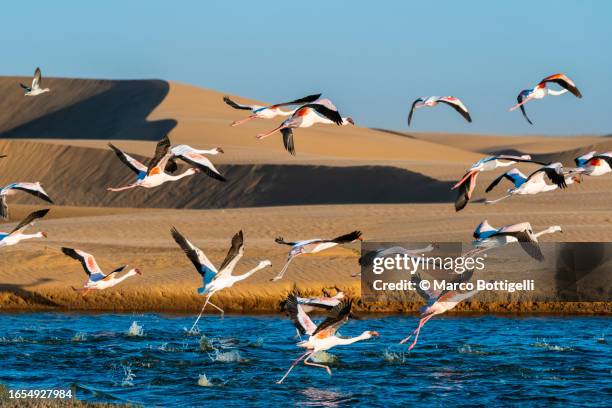 row of flamingo flying in walvis bay, namibia - namibia stock pictures, royalty-free photos & images