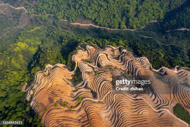 see woods and newly reclaimed land from a high vantage point - terra bonificata foto e immagini stock