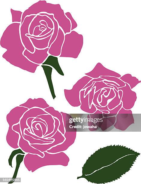 three roses with rose leaf - rose petals stock illustrations