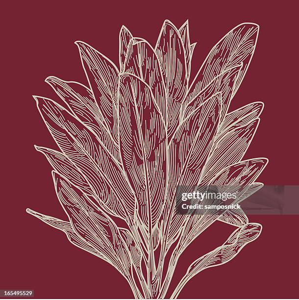 red ti leaf plant - ti leaf stock illustrations