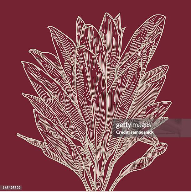 red ti leaf plant - linocut stock illustrations