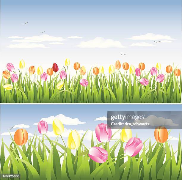 tulip fields - spring flower border stock illustrations