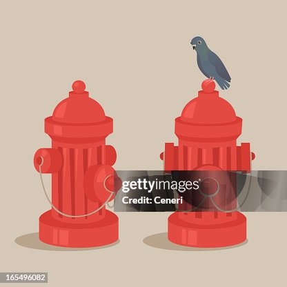Pigeon on a fire hydrant Pigeon on a fire hydrant