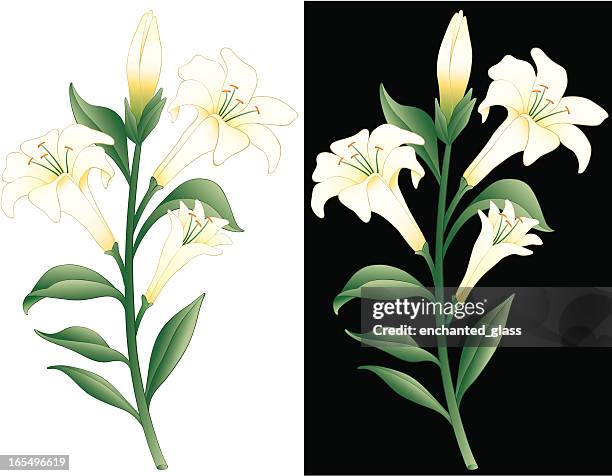 easter lily - easter lily stock illustrations