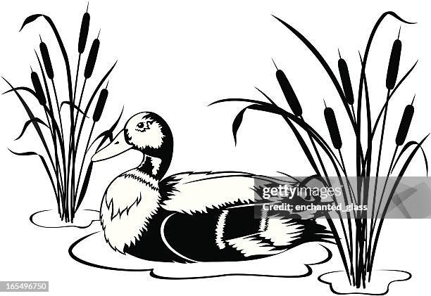 black & white mallard duck with cattails - marsh grass stock illustrations