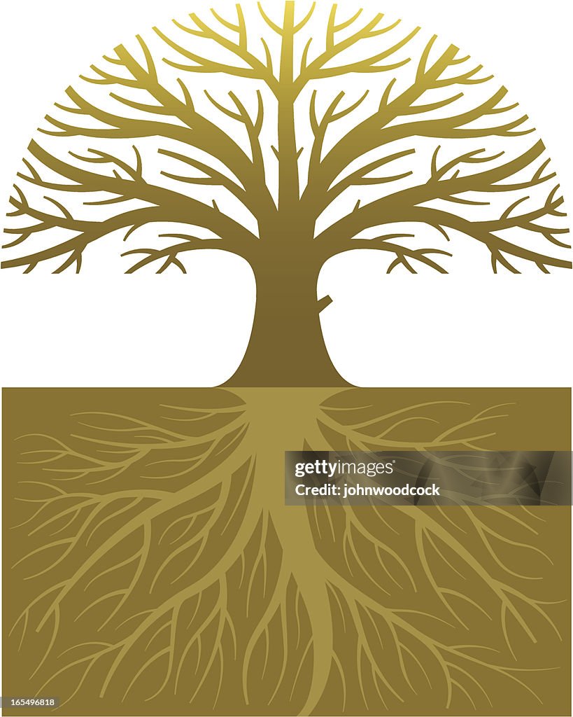 Oak tree and roots