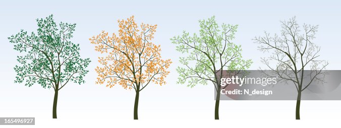 Four Trees High-Res Vector Graphic - Getty Images