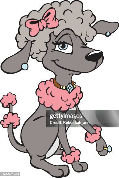 fancy poodle - poodle vector stock illustrations