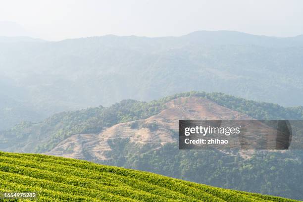 tea plantations and reclaimed land in the distance - reclaimed stock pictures, royalty-free photos & images