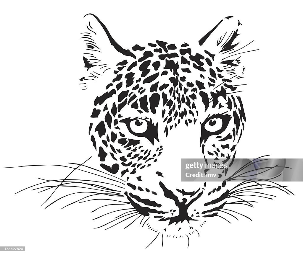 Leopard portrait
