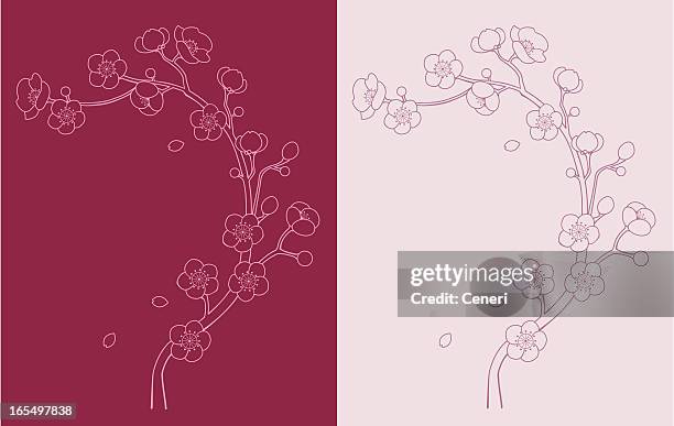 sakura, cherry blossom vine - japanische kultur stock-grafiken, -clipart, -cartoons und -symbole