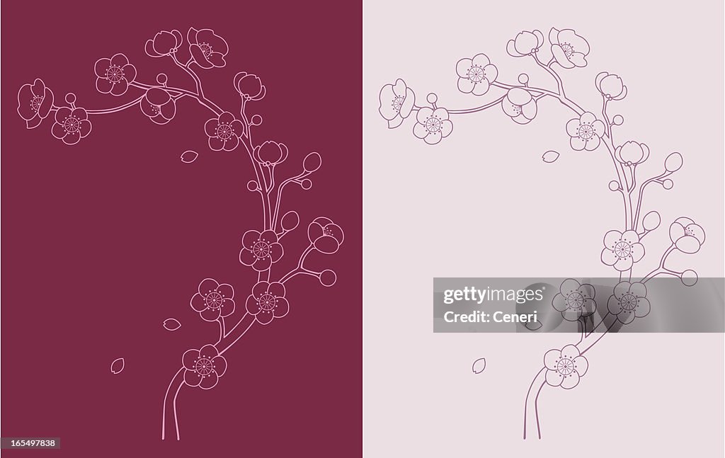 Sakura e Flor de cerejeira Videira