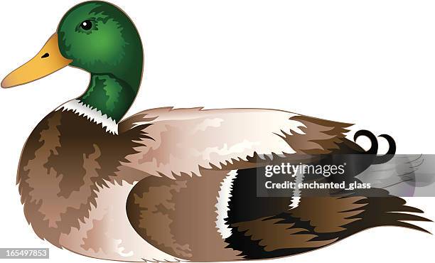 ilustrações de stock, clip art, desenhos animados e ícones de pato-real - pato real