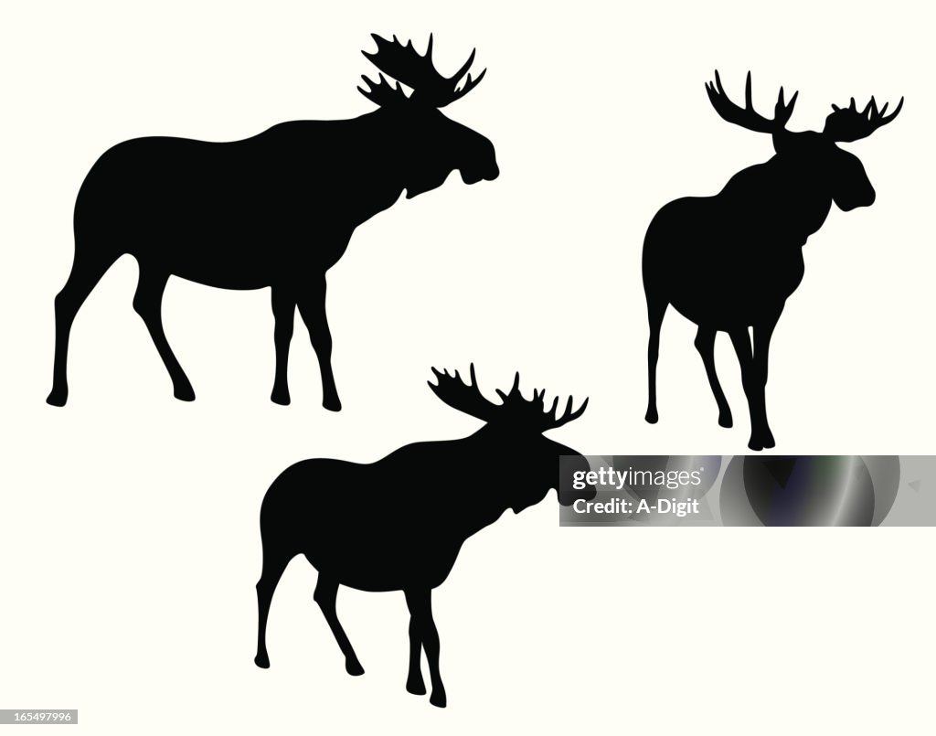 Moose Meese Vector Silhouette