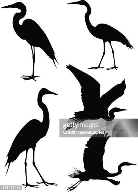 ilustraciones, imágenes clip art, dibujos animados e iconos de stock de garzas - airon
