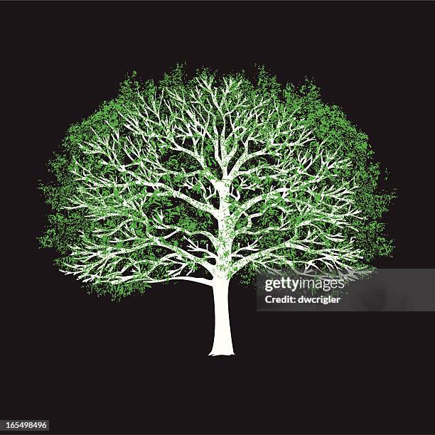 zwei farben baum-t-shirt - kahler baum stock-grafiken, -clipart, -cartoons und -symbole