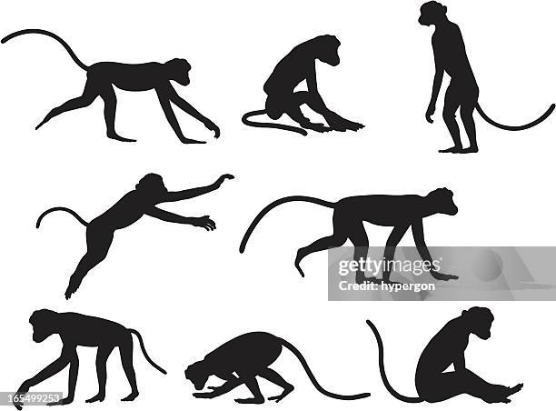 monkey silhoutte kollektion - monkey stock-grafiken, -clipart, -cartoons und -symbole