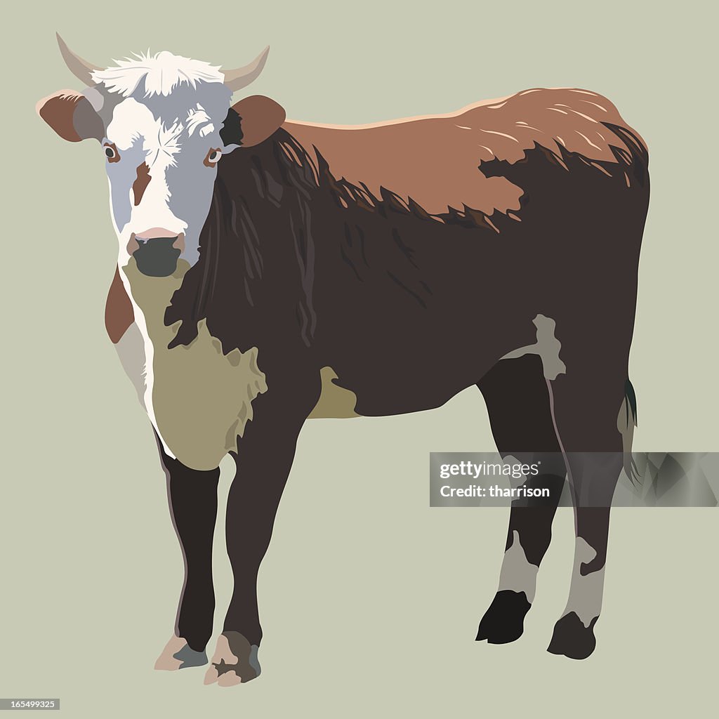 Beef Cow Vector