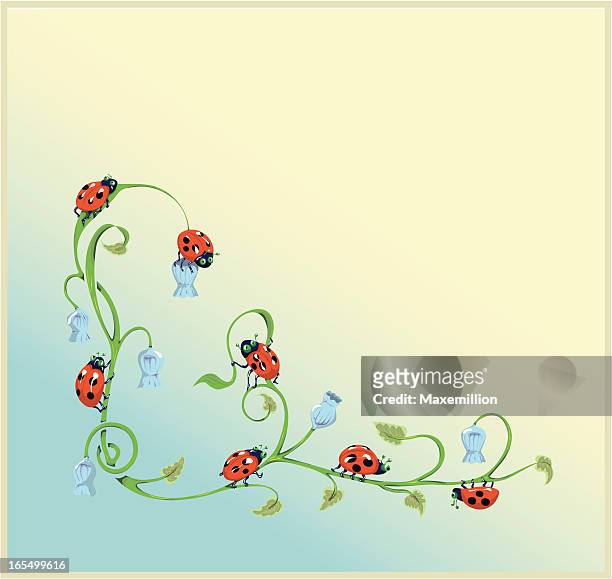 ilustrações, clipart, desenhos animados e ícones de ladybugs e harebell fronteira. - campanula liliaceae