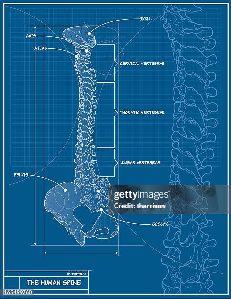 illustrations, cliparts, dessins animés et icônes de vecteur colonne vertébrale humaine plan d'architecte - plan darchitecte
