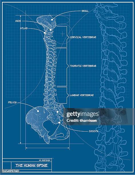 stockillustraties, clipart, cartoons en iconen met vector human spine blueprint - ruggengraat lichaamsdeel