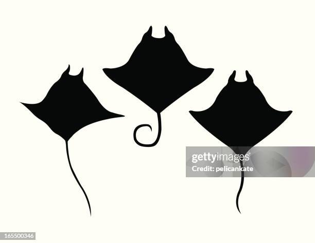 manta ray or devilfish - manta rays stock illustrations