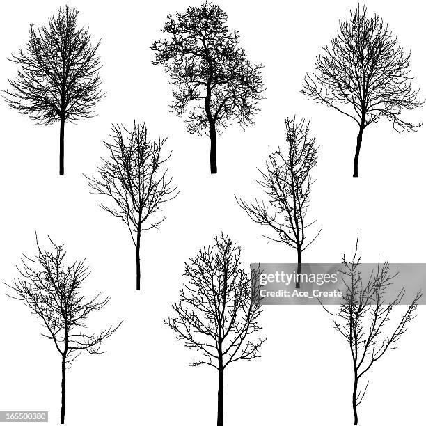 small tree and sapling silhouettes - bare tree stock illustrations