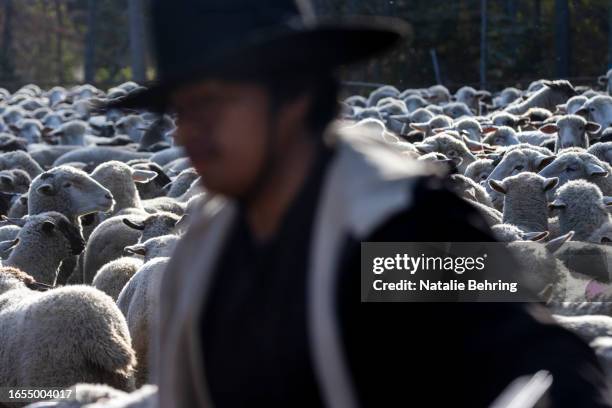 3,236 Sheep Ranch Stock Photos, High-Res Pictures, and Images - Getty ...