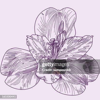 Peruvian Lily Peruvian Lily