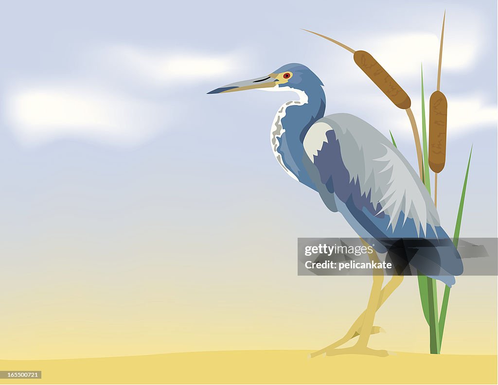Tricolored Heron