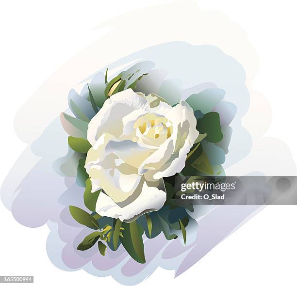 ilustraciones, imágenes clip art, dibujos animados e iconos de stock de white rosa - rosa color