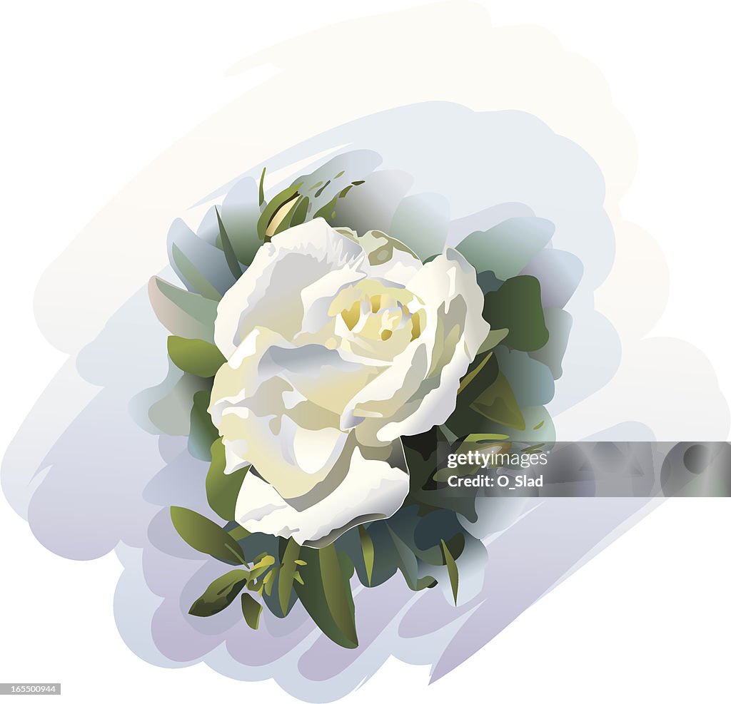 White rose